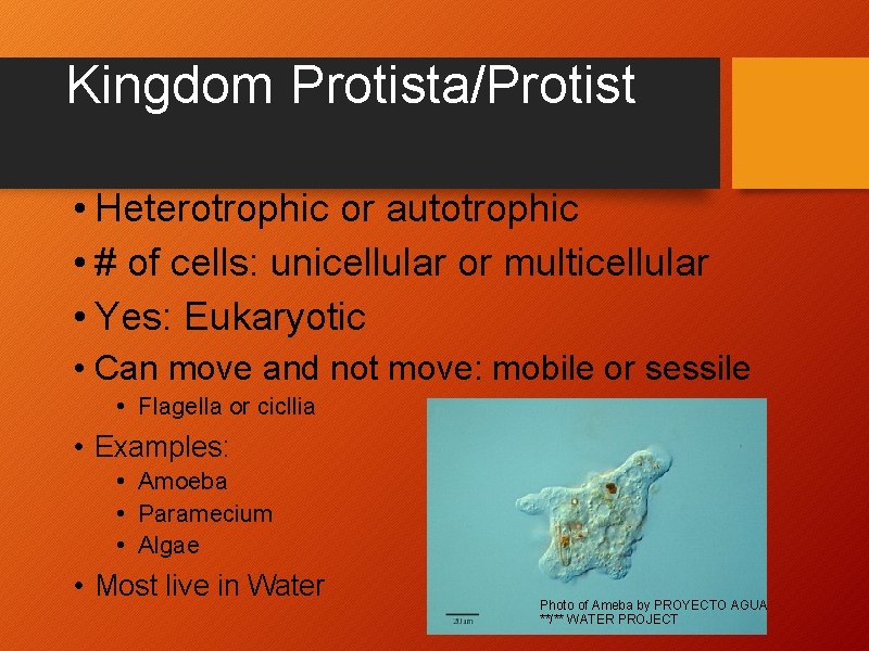 Kingdom Protista/Protist • Heterotrophic or autotrophic • # of cells: unicellular or multicellular •