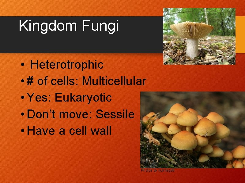 Kingdom Fungi • Heterotrophic • # of cells: Multicellular • Yes: Eukaryotic • Don’t