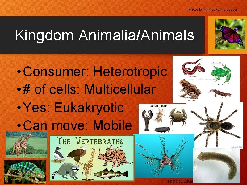 Photo by Tambako the Jaguar Kingdom Animalia/Animals • Consumer: Heterotropic • # of cells: