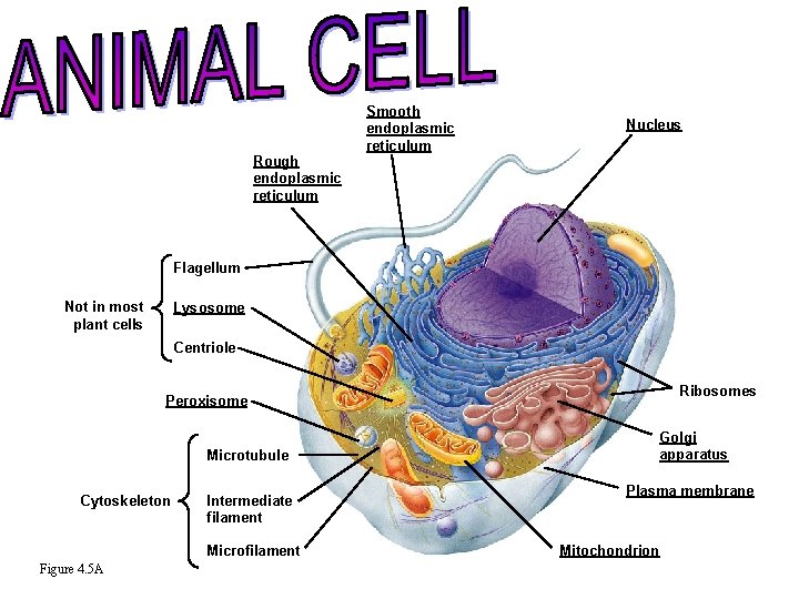 Rough endoplasmic reticulum Smooth endoplasmic reticulum Nucleus Flagellum Not in most plant cells Lysosome