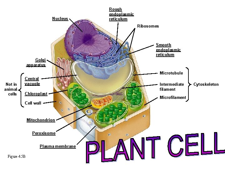 Nucleus Rough endoplasmic reticulum Ribosomes Smooth endoplasmic reticulum Golgi apparatus Microtubule Not in animal