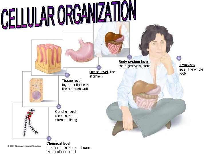 Body system level: the digestive system Organ level: the stomach Tissue level: layers of