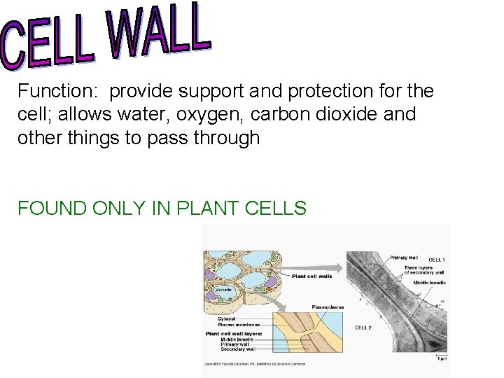 Function: provide support and protection for the cell; allows water, oxygen, carbon dioxide and