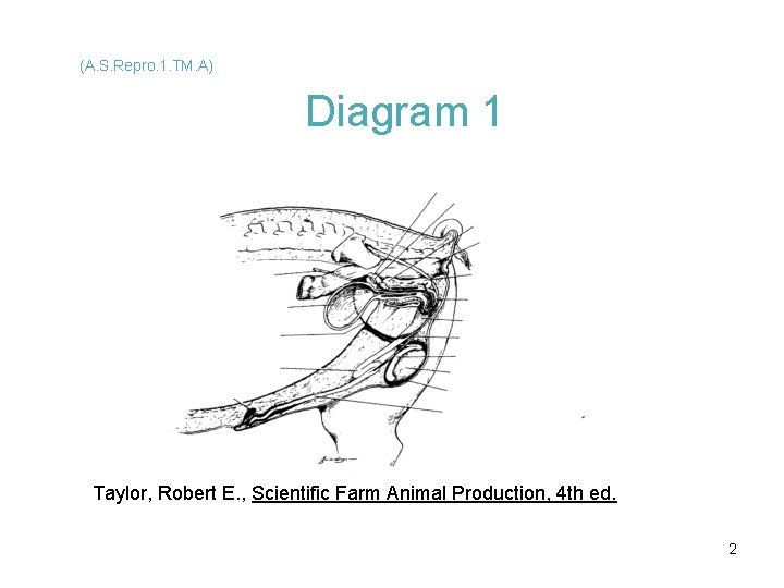 (A. S. Repro. 1. TM. A) Diagram 1 Taylor, Robert E. , Scientific Farm