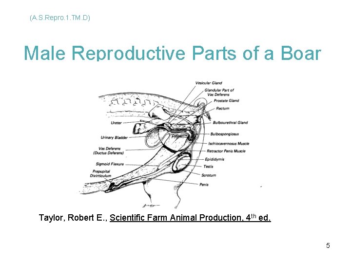 (A. S. Repro. 1. TM. D) Male Reproductive Parts of a Boar Taylor, Robert