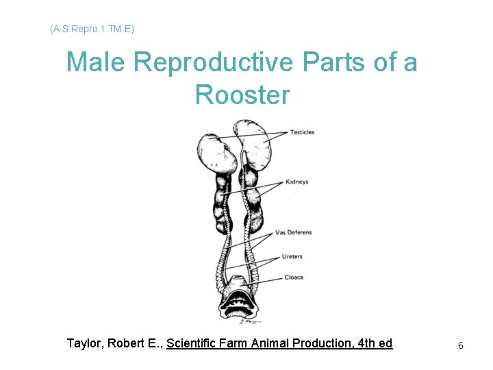 (A. S. Repro. 1. TM. E) Male Reproductive Parts of a Rooster Taylor, Robert