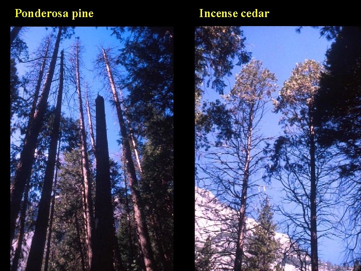 Ponderosa pine Incense cedar 