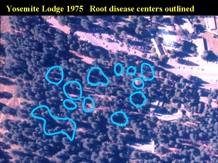 Yosemite Lodge 1975 Root disease centers outlined 