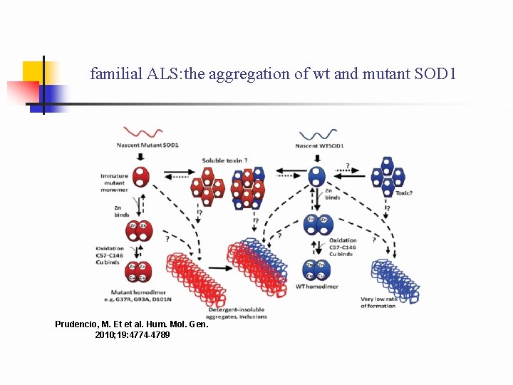 familial ALS: the aggregation of wt and mutant SOD 1 Prudencio, M. Et et