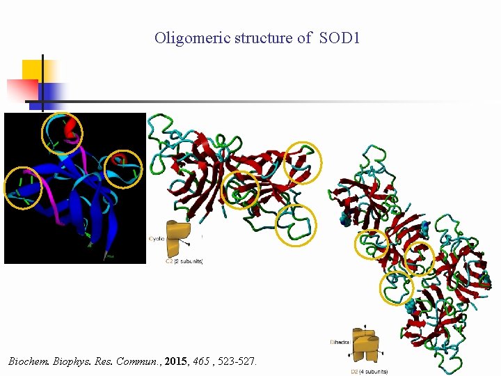 Oligomeric structure of SOD 1 Biochem. Biophys. Res. Commun. , 2015, 465 , 523