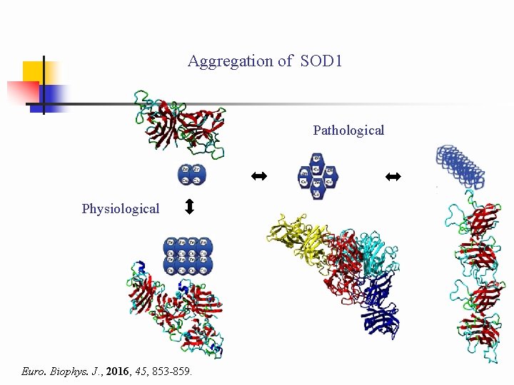 Aggregation of SOD 1 Pathological Physiological Euro. Biophys. J. , 2016, 45, 853 -859.