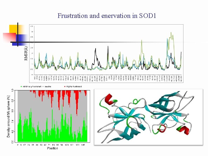 RMSF(Å) Frustration and enervation in SOD 1 