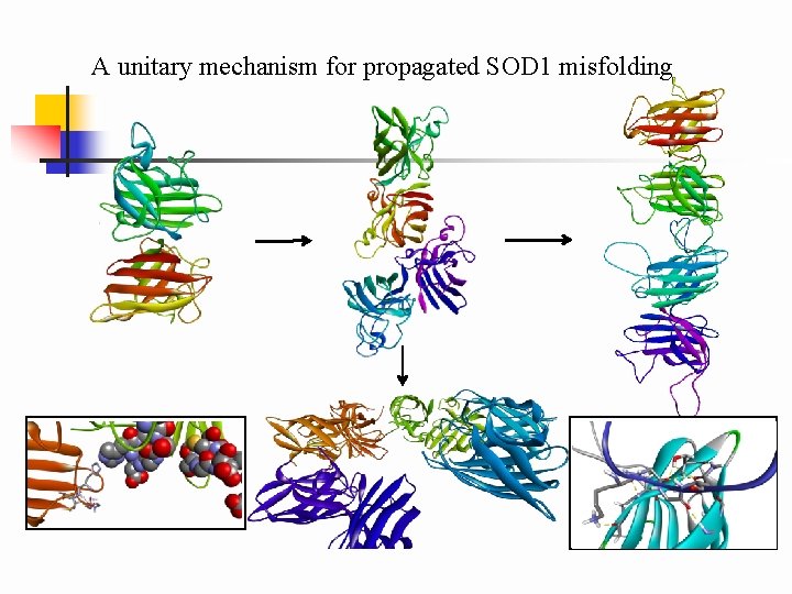 A unitary mechanism for propagated SOD 1 misfolding 