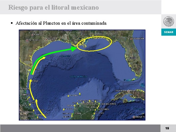Riesgo para el litoral mexicano § Afectación al Plancton en el área contaminada 15