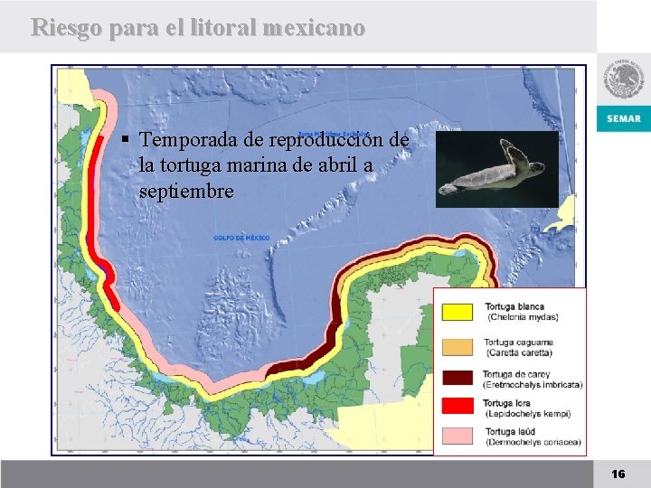 Riesgo para el litoral mexicano § Temporada de reproducción de la tortuga marina de