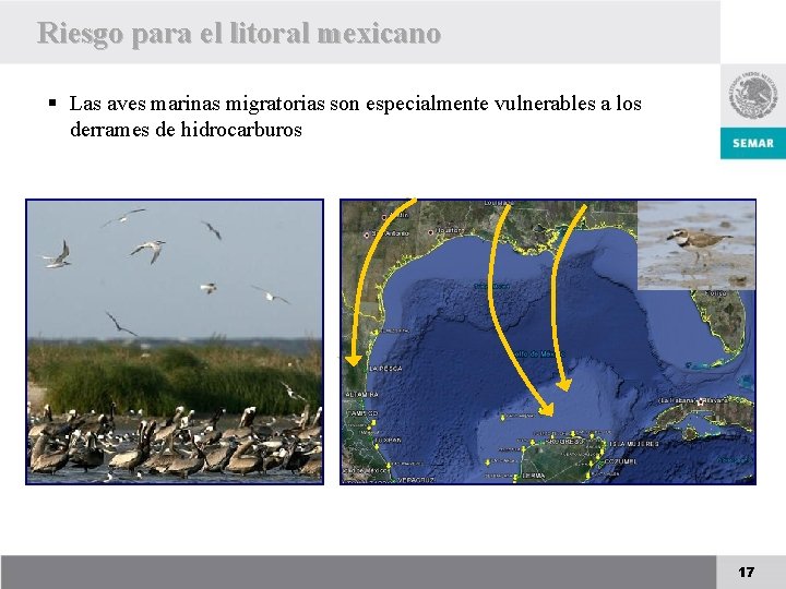 Riesgo para el litoral mexicano § Las aves marinas migratorias son especialmente vulnerables a