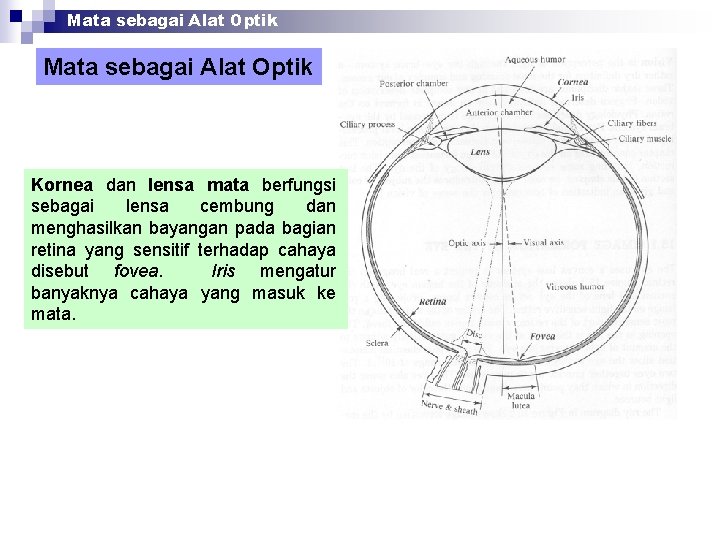 Mata sebagai Alat Optik Kornea dan lensa mata berfungsi sebagai lensa cembung dan menghasilkan