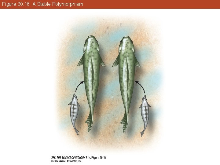 Figure 20. 16 A Stable Polymorphism 