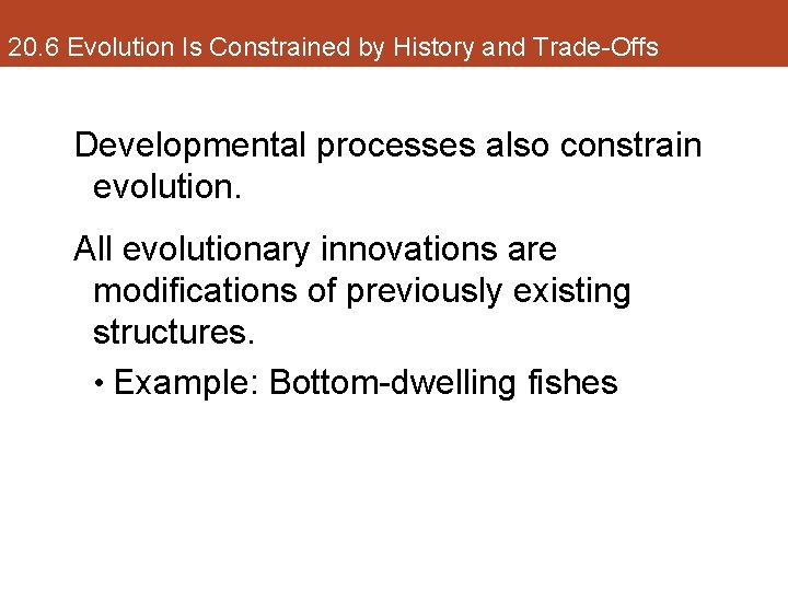 20. 6 Evolution Is Constrained by History and Trade-Offs Developmental processes also constrain evolution.