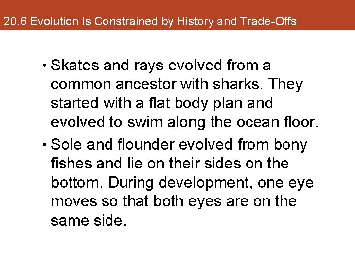 20. 6 Evolution Is Constrained by History and Trade-Offs • Skates and rays evolved