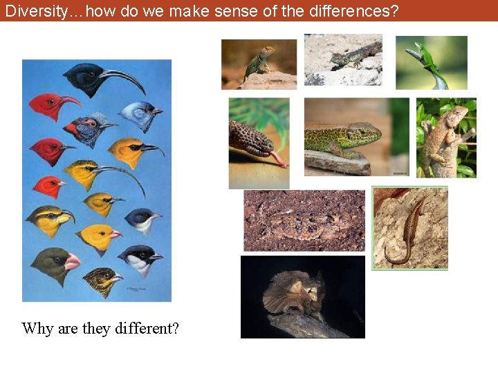 Diversity…how do we make sense of the differences? Why are they different? 