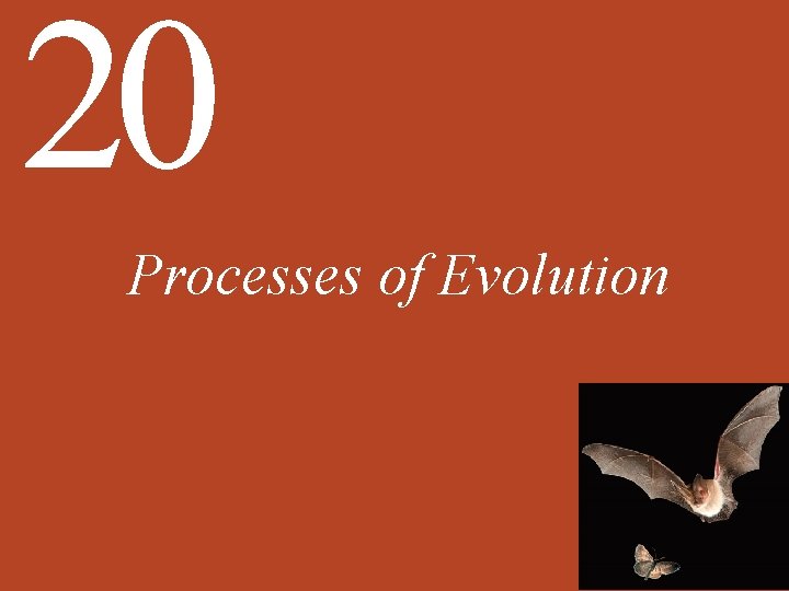 20 Processes of Evolution 