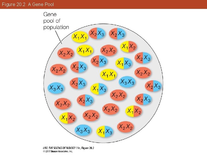 Figure 20. 2 A Gene Pool 