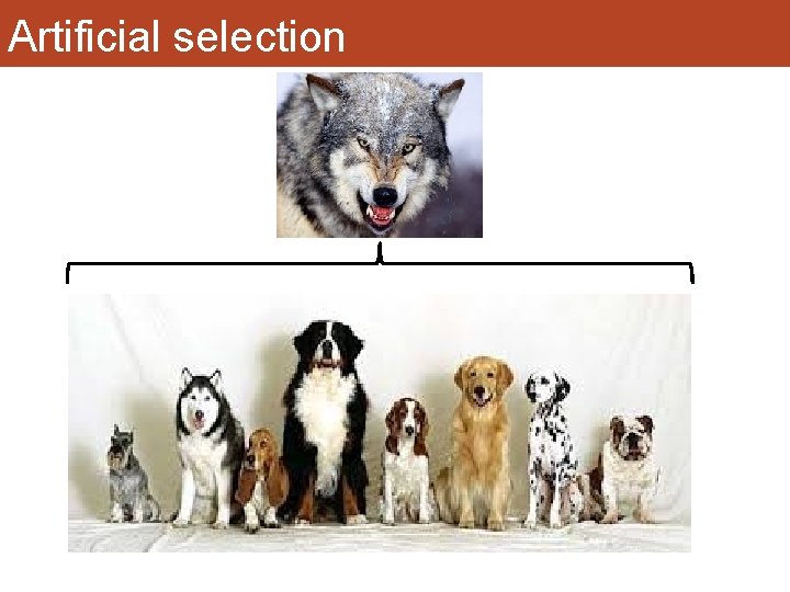 Artificial selection 