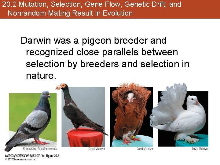 20. 2 Mutation, Selection, Gene Flow, Genetic Drift, and Nonrandom Mating Result in Evolution