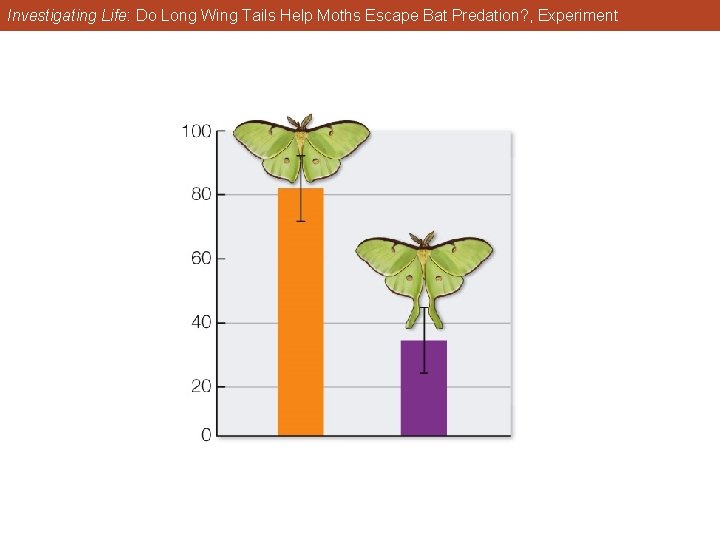 Investigating Life: Do Long Wing Tails Help Moths Escape Bat Predation? , Experiment 