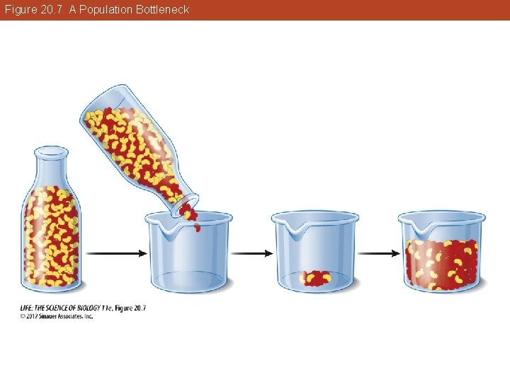 Figure 20. 7 A Population Bottleneck 