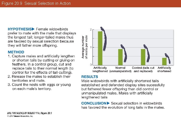 Figure 20. 9 Sexual Selection in Action 