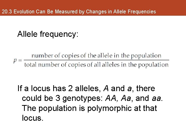 20. 3 Evolution Can Be Measured by Changes in Allele Frequencies Allele frequency: If