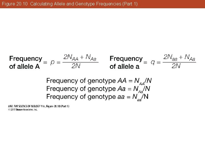Figure 20. 10 Calculating Allele and Genotype Frequencies (Part 1) 