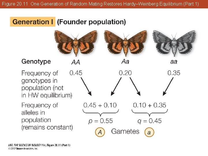 Figure 20. 11 One Generation of Random Mating Restores Hardy–Weinberg Equilibrium (Part 1) 