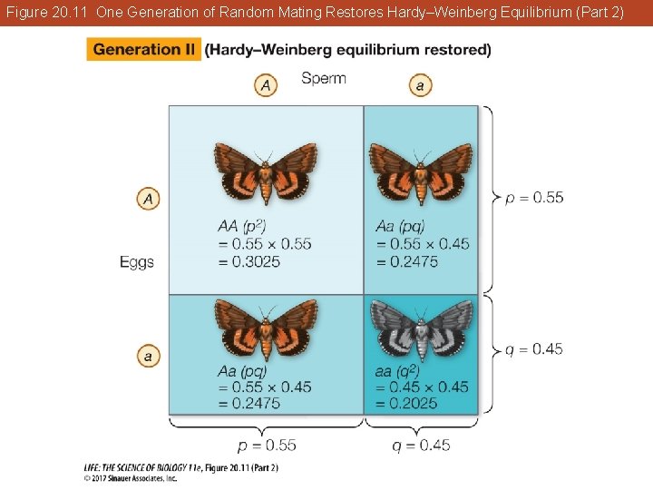 Figure 20. 11 One Generation of Random Mating Restores Hardy–Weinberg Equilibrium (Part 2) 