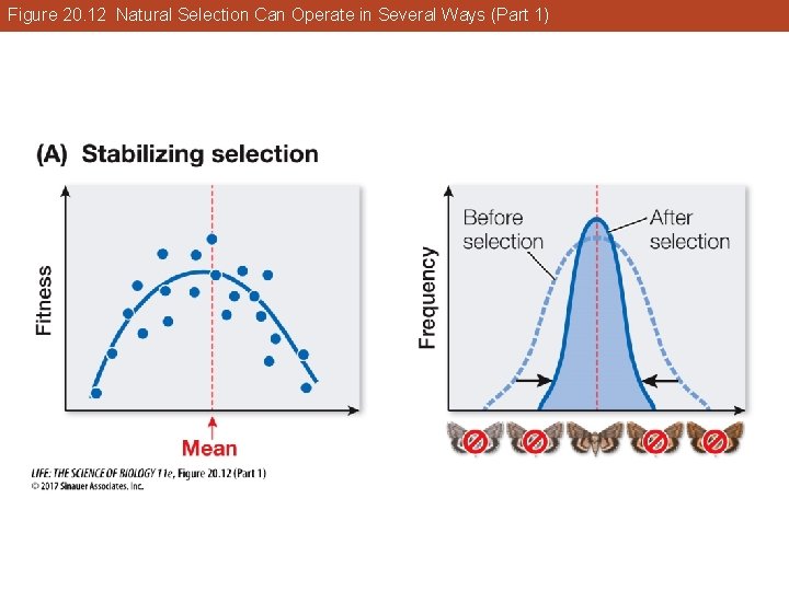 Figure 20. 12 Natural Selection Can Operate in Several Ways (Part 1) 