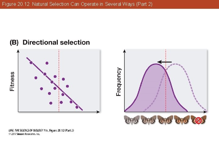 Figure 20. 12 Natural Selection Can Operate in Several Ways (Part 2) 