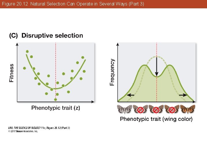 Figure 20. 12 Natural Selection Can Operate in Several Ways (Part 3) 