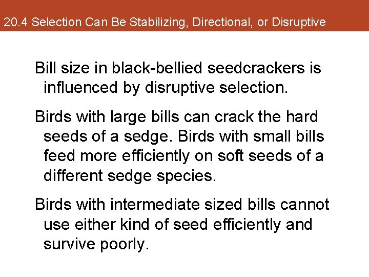 20. 4 Selection Can Be Stabilizing, Directional, or Disruptive Bill size in black-bellied seedcrackers