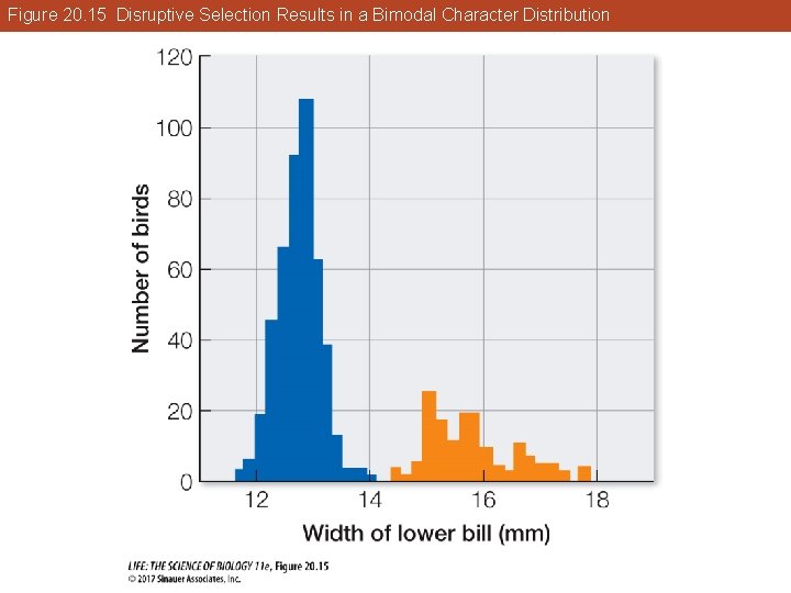 Figure 20. 15 Disruptive Selection Results in a Bimodal Character Distribution 