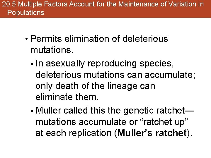 20. 5 Multiple Factors Account for the Maintenance of Variation in Populations • Permits