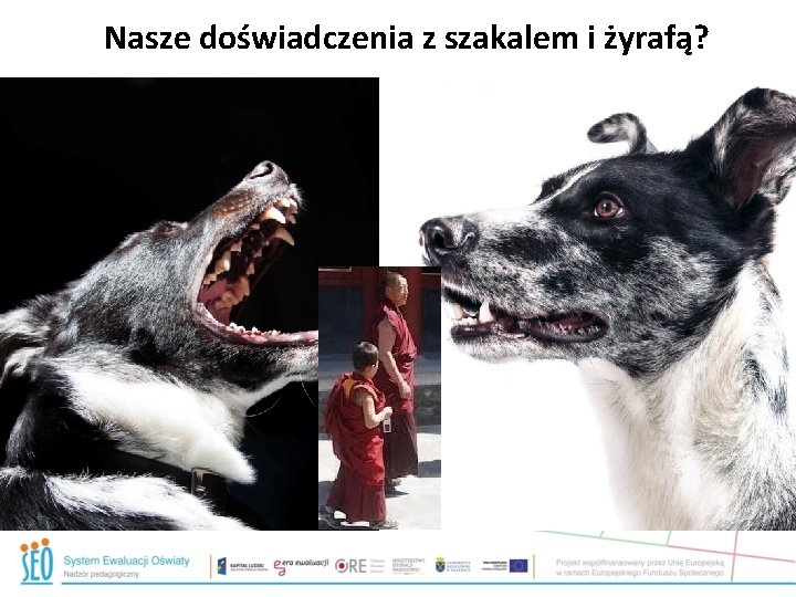 Nasze doświadczenia z szakalem i żyrafą? Nasze doświadczenia z szakalem i żyrafą?