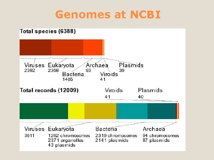 Genomes at NCBI 