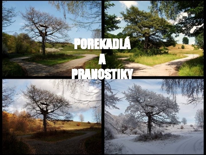 POREKADLÁ A PRANOSTIKY 