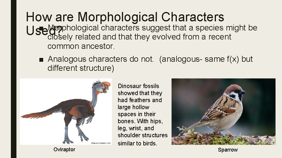 How are Morphological Characters ■ Morphological characters suggest that a species might be Used?
