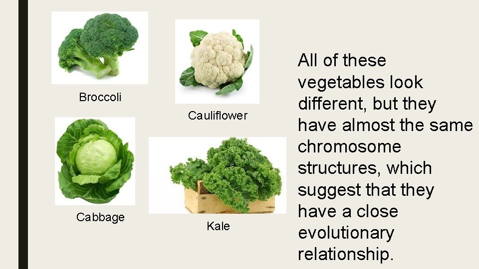 Broccoli Cauliflower Cabbage Kale All of these vegetables look different, but they have almost