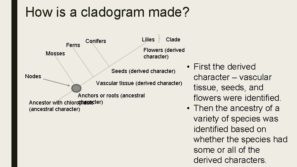 How is a cladogram made? Ferns Mosses Nodes Conifers Lilies Clade Flowers (derived character)