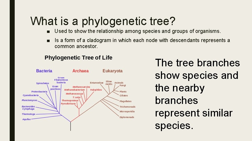 What is a phylogenetic tree? ■ Used to show the relationship among species and