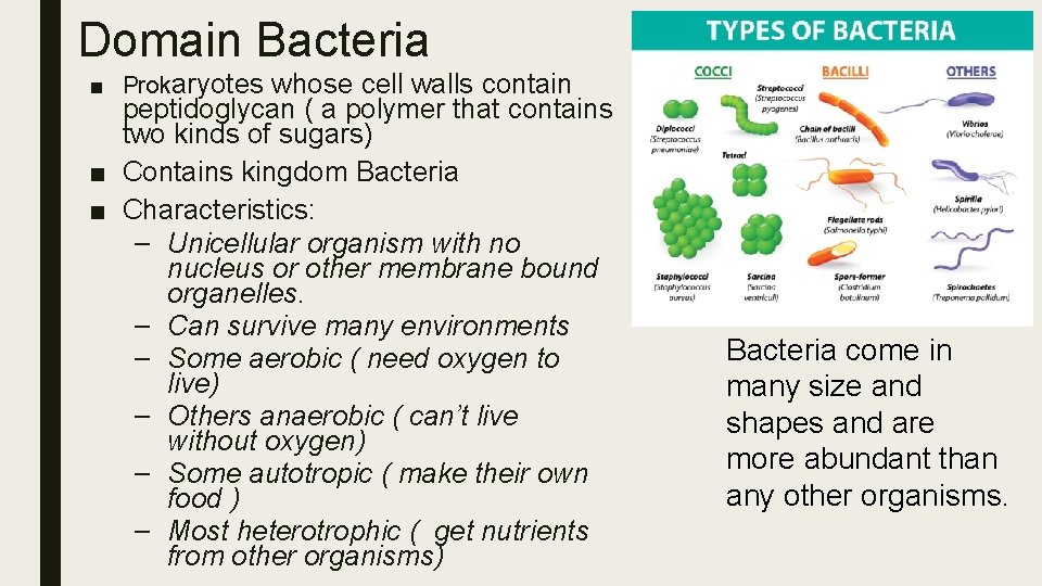 Domain Bacteria ■ Prokaryotes whose cell walls contain peptidoglycan ( a polymer that contains